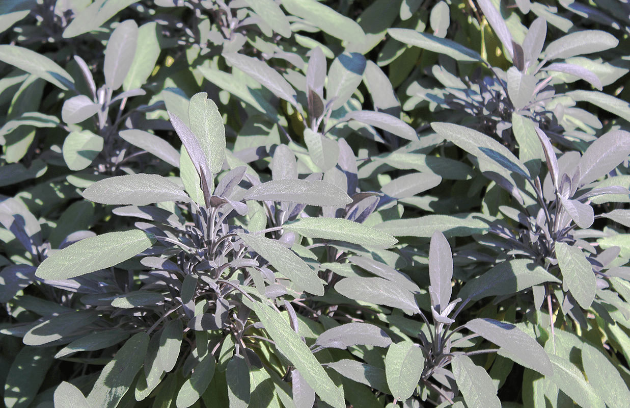 Pflanze des Monats März: Salbei (Lat. Salvia)