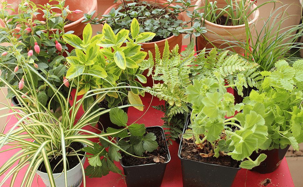 Balkonpflanzen für Halbschatten